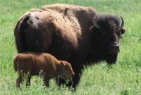 Christmas Miracle for the Bison: How They Could Survive the Holidays