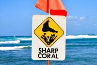 Hawaii Ocean Safety Guide: Tips for Safe Swimming, Surfing, and Snorkeling