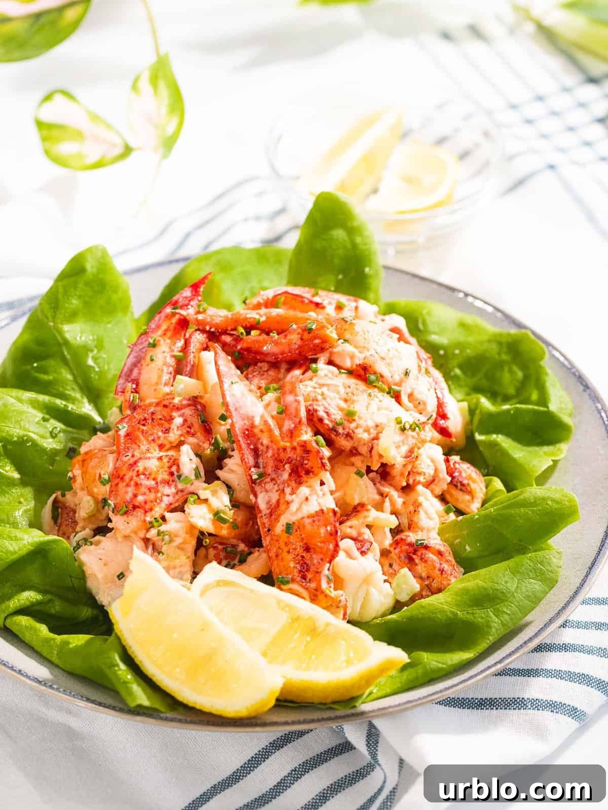 Lobster salad with mayo dressing on top of lettuce.