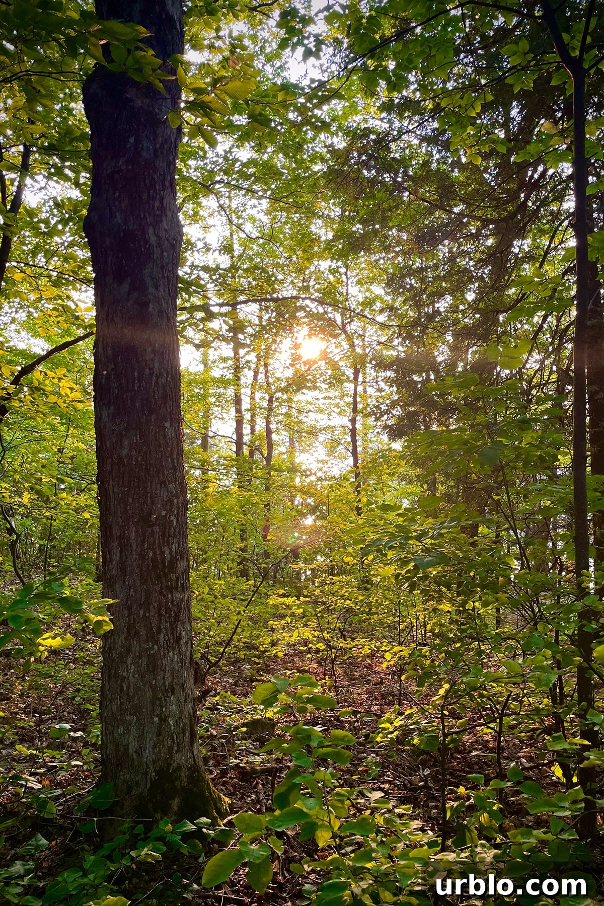 One of the many forested areas by the water in Door County.