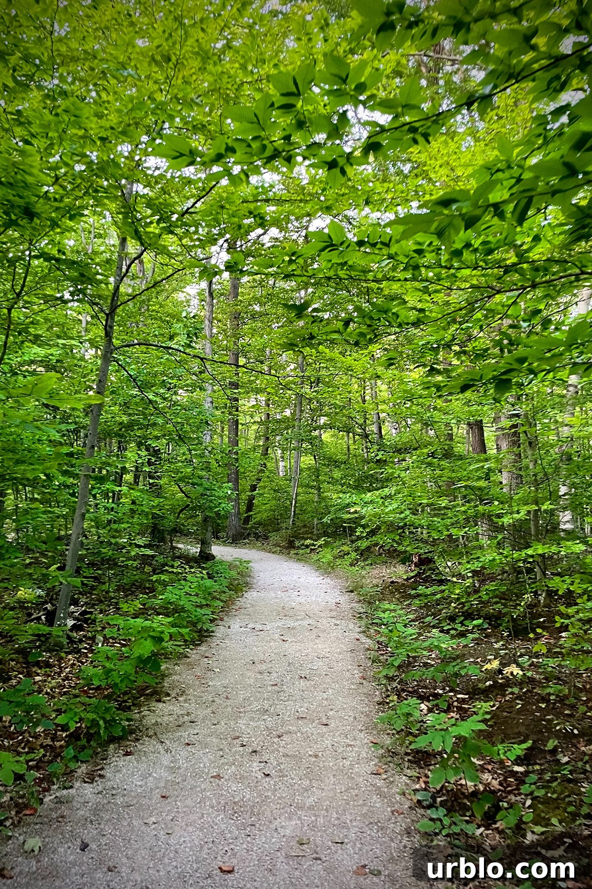 The wooded trail that winds through Ellison Bluff State Natural Area.