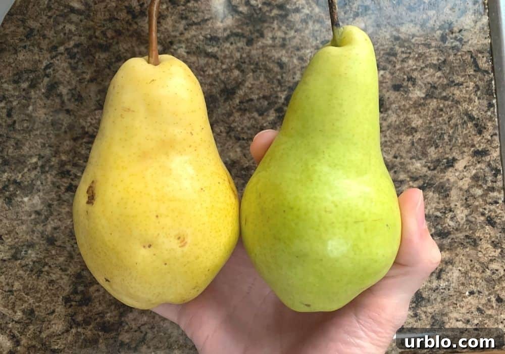 two Bartlett pears in a woman's hand. One is yellow and ripe, the other is green and unripe.