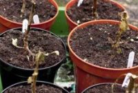 Overwintering Chili Plants: Progress Update 3