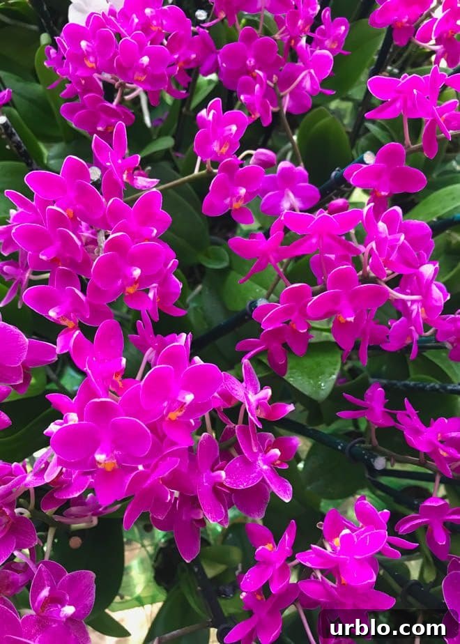 Selby Botanical Gardens