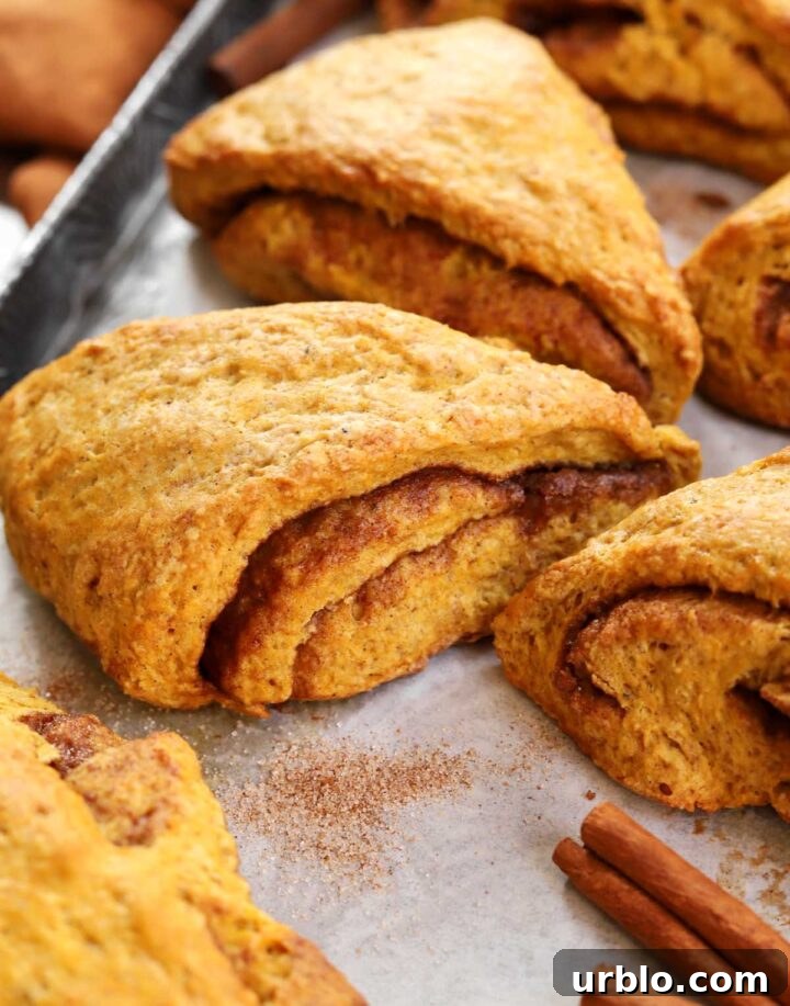 cinnamon swirl pumpkin scones without glaze on baking sheet