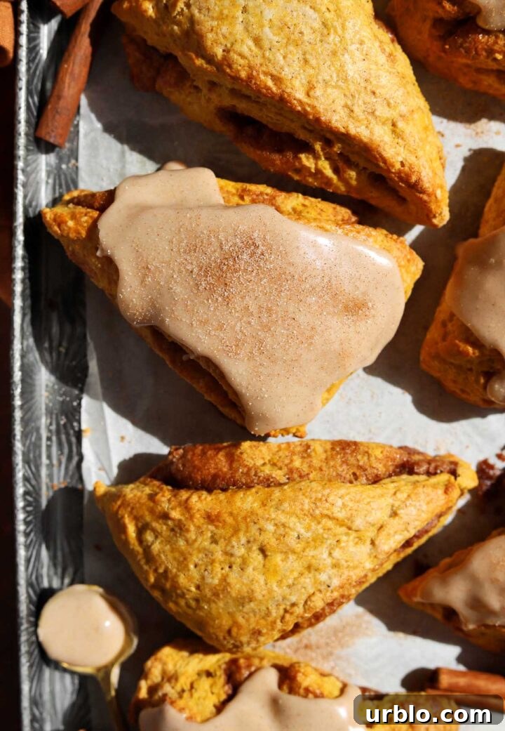 cinnamon swirl pumpkin scones with glaze on baking sheet