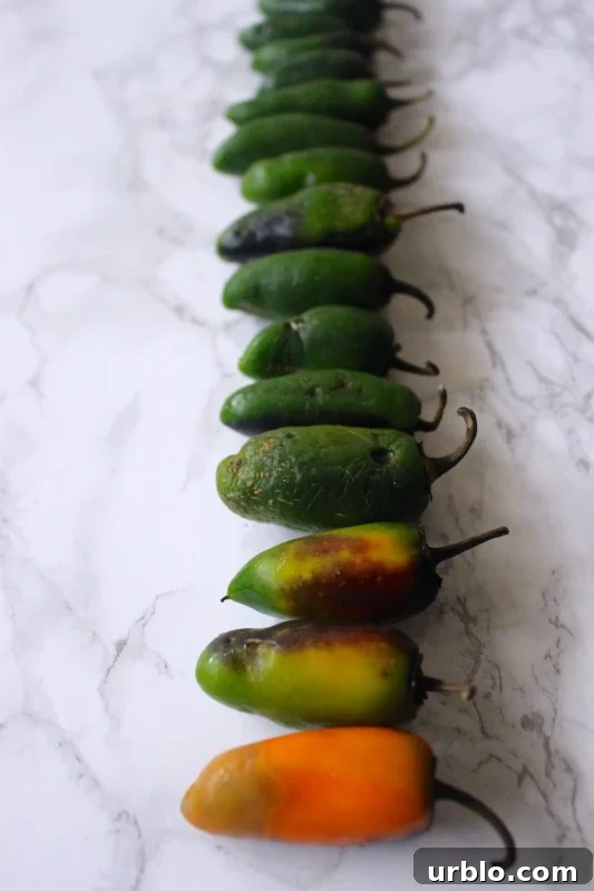Fermented Jalapeño Garlic Hot Sauce