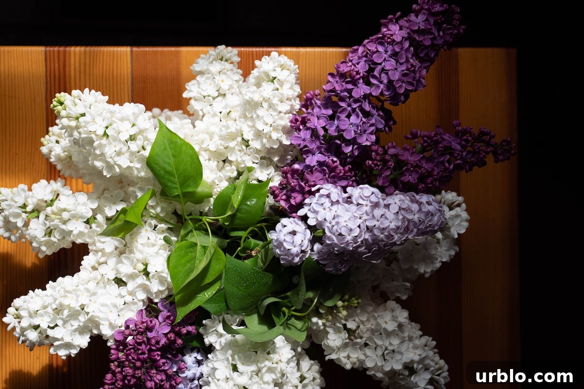 White, light purple, and dark purple lilac branches in a jar of water on a table near a window