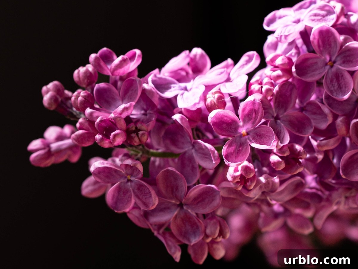 A closeup on a cluster of purple lilac flowers