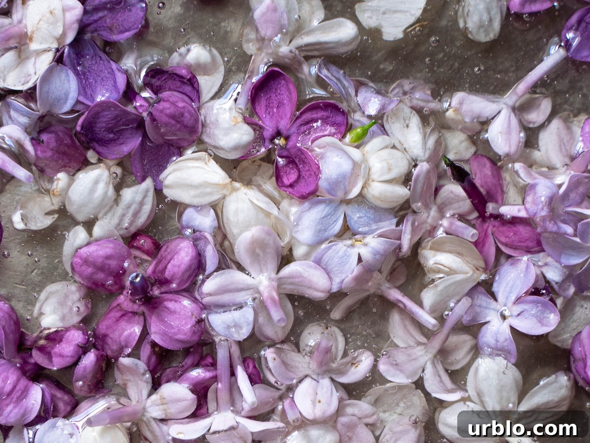 Closeup of fresh lilac flowers floating in simple syrup