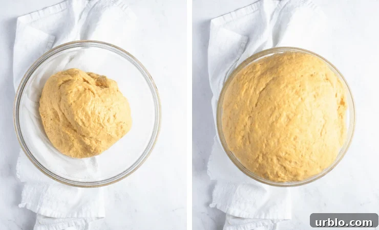 collage of dough rising