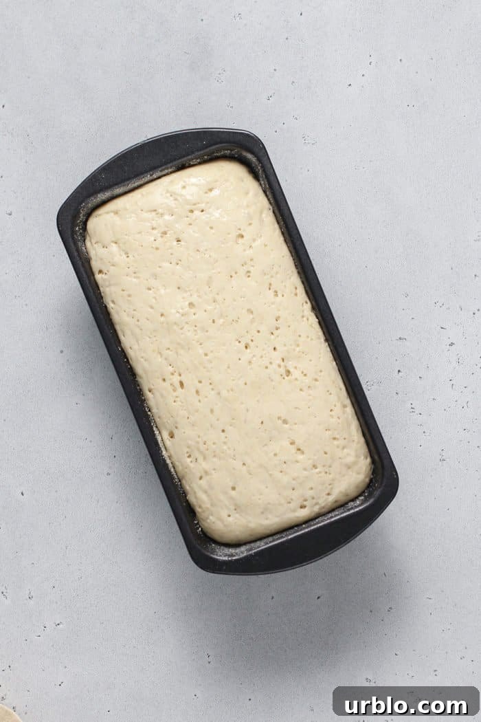 Risen loaf of English Muffin Bread in a loaf pan, ready to bake