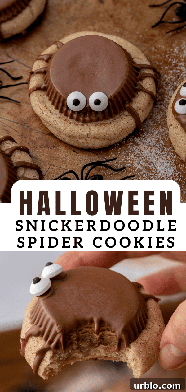 Snickerdoodle Spider Cookies for Halloween 16 Snickerdoodle Halloween spider cookies